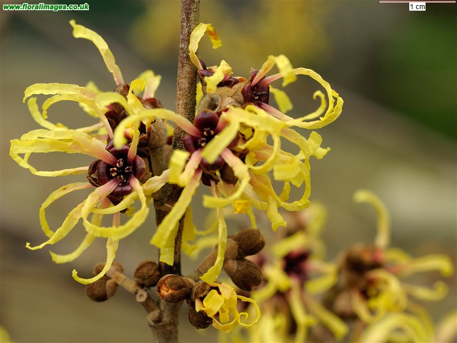 Hamamelis spp.