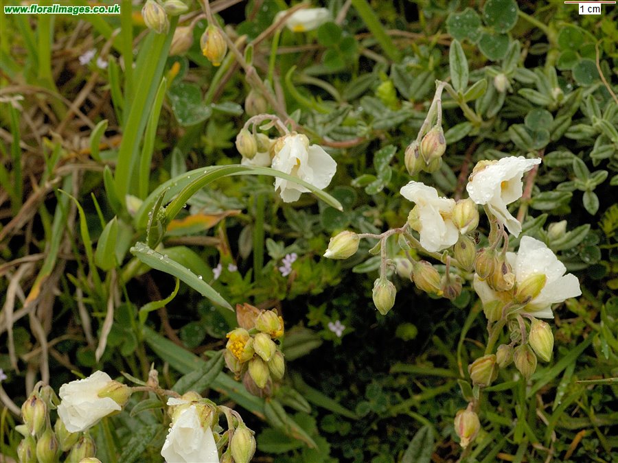 Helianthemum apenninum