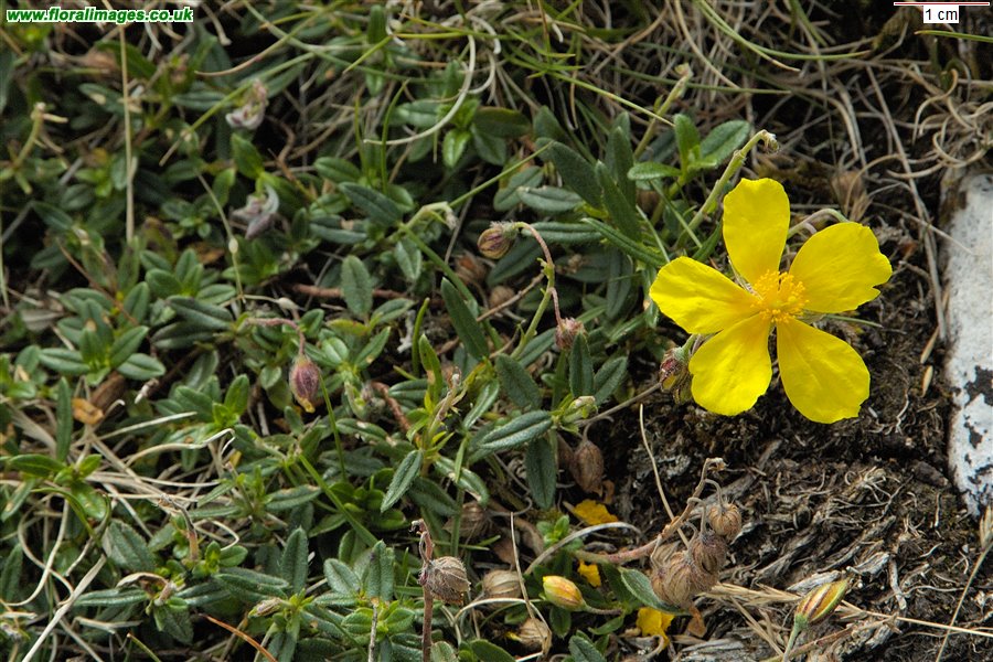 Helianthemum nummularium