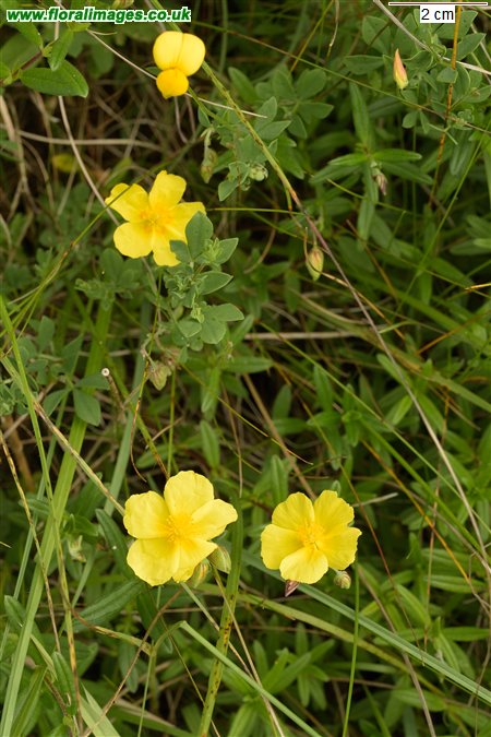 Helianthemum nummularium