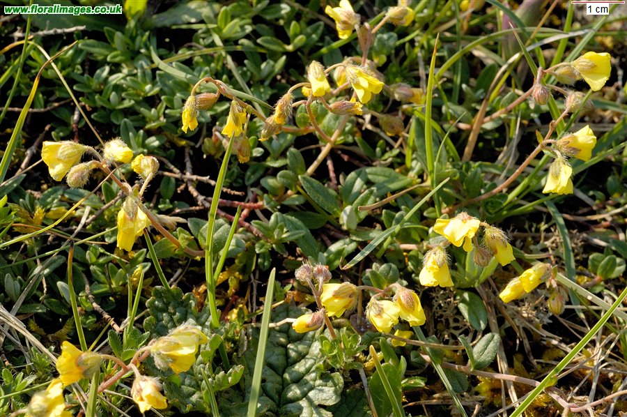 Helianthemum oelandicum