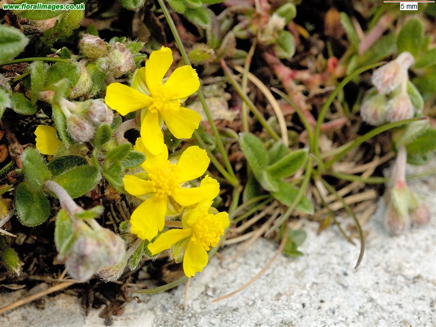 Helianthemum oelandicum