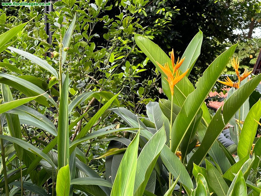 Heliconia psittacorum