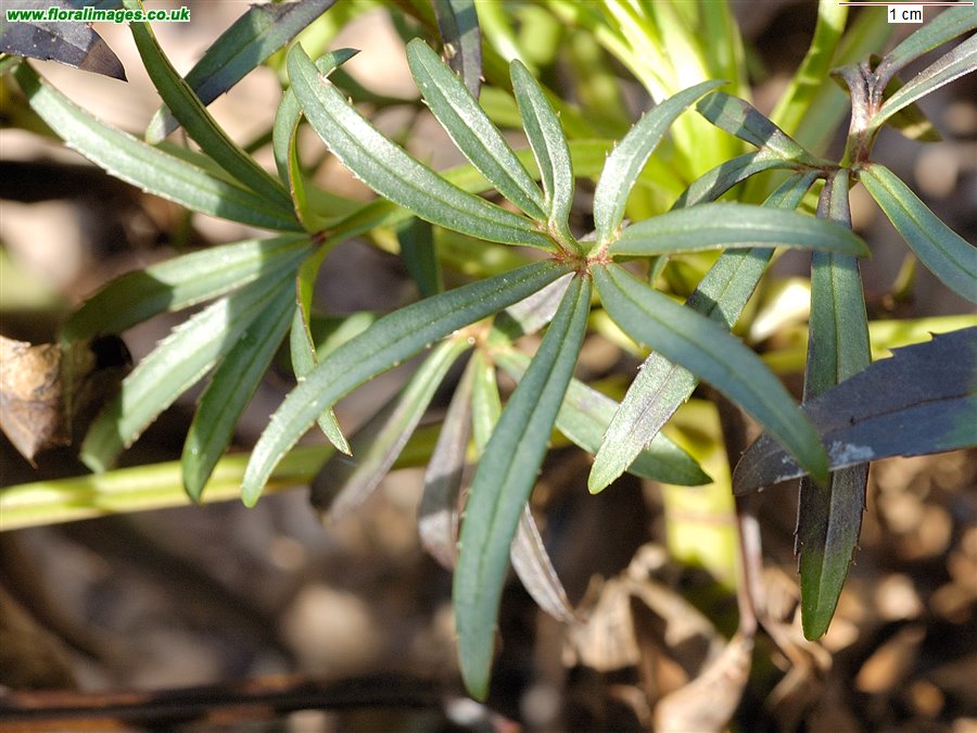 Helleborus foetidus