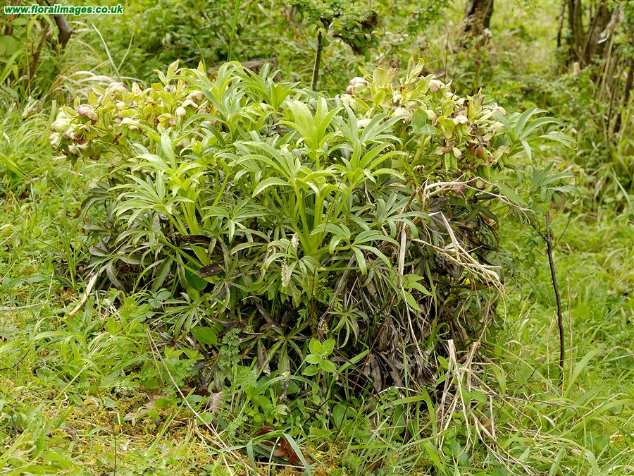 Helleborus foetidus