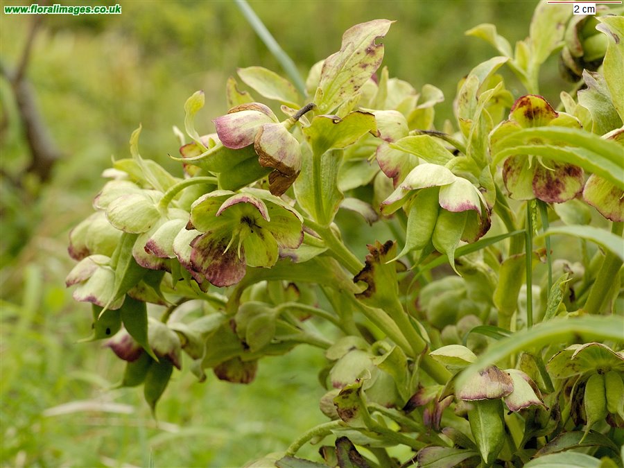 Helleborus foetidus