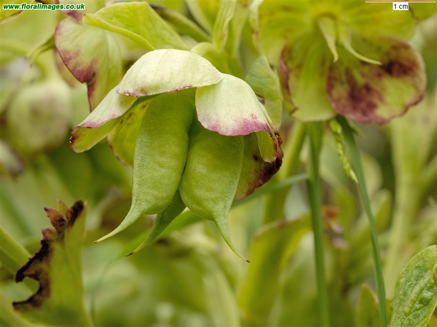 Helleborus foetidus