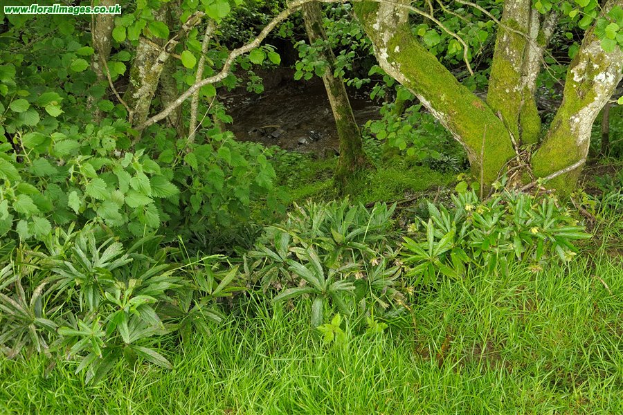 Helleborus viridis