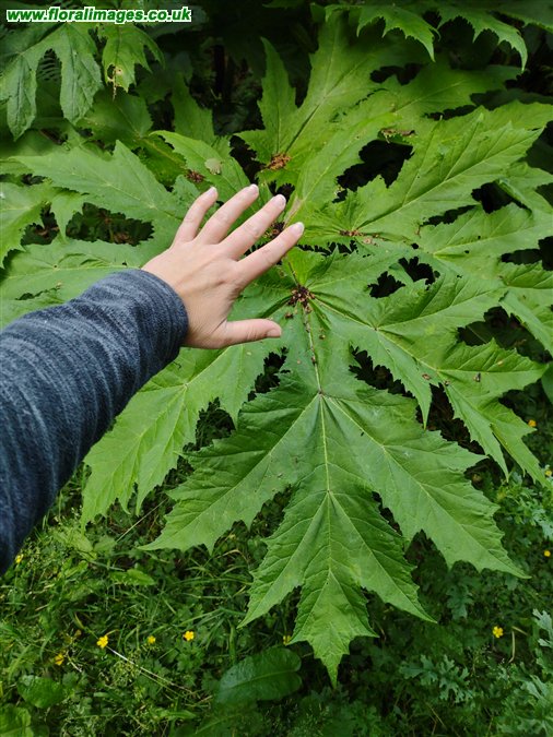Heracleum mantegazzianum