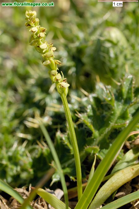 Herminium monorchis