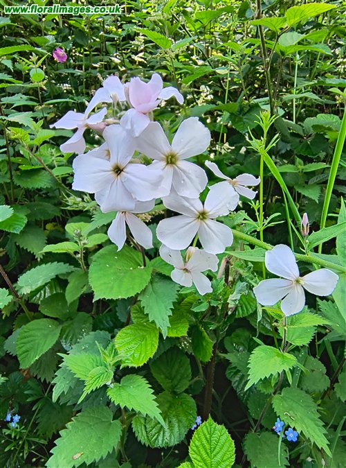 Hesperis matronalis