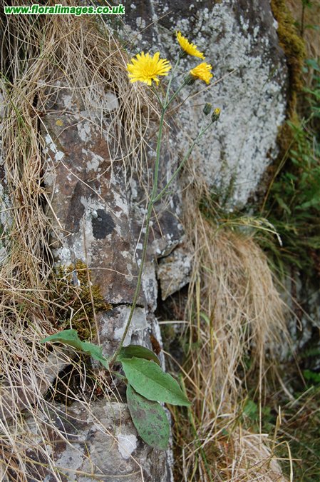 Hieracium inspissatum