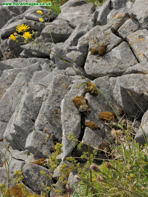 Hieracium sect. Oreadea