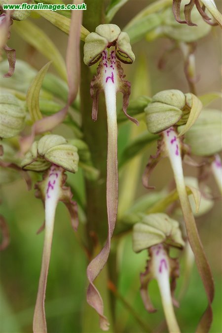 Himantoglossum hircinum