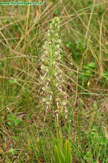Himantoglossum hircinum