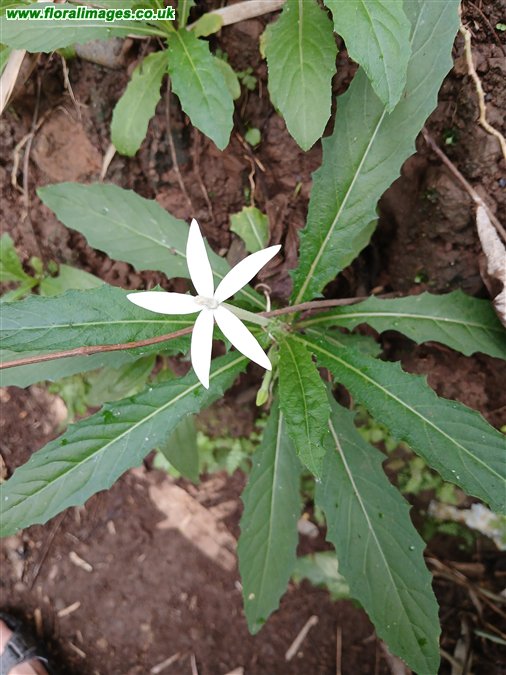 Hippobroma longiflora