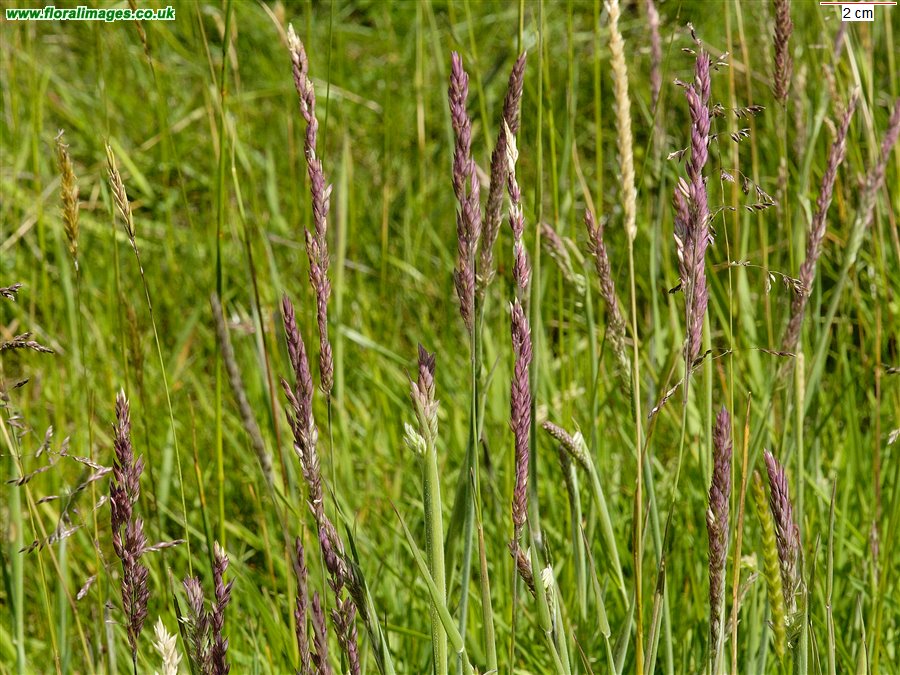 Holcus lanatus