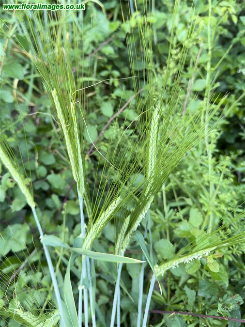 Hordeum distichon