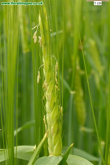 Hordeum distichon