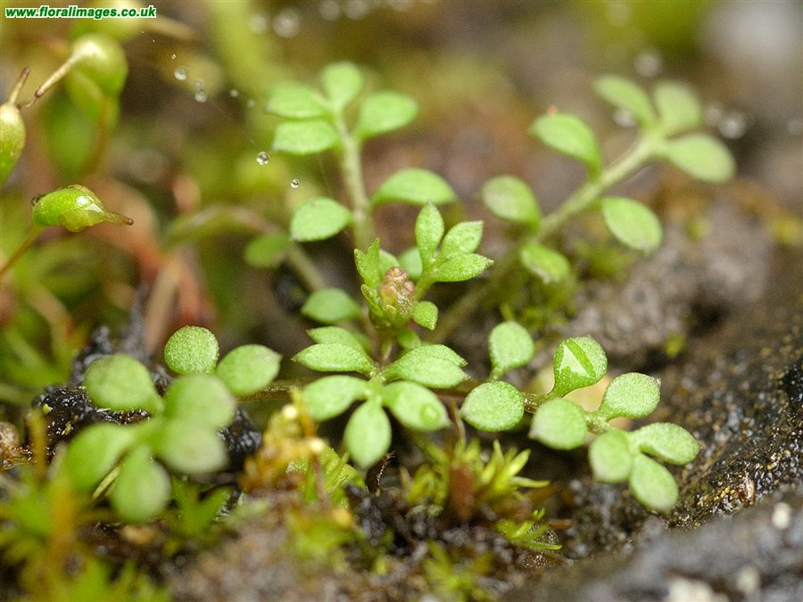 Hornungia petraea