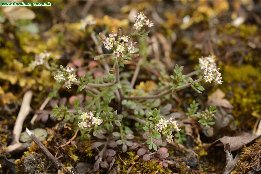Hornungia petraea