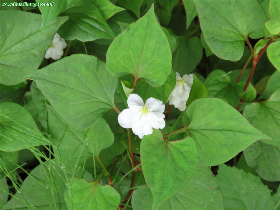 Houttuynia cordata