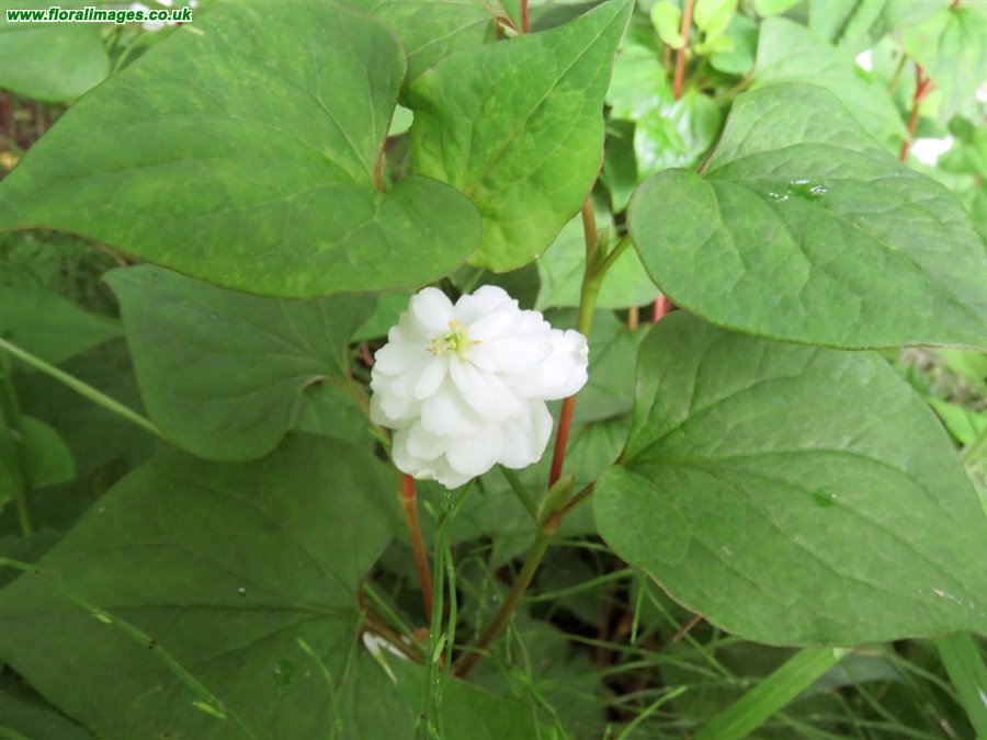 Houttuynia cordata