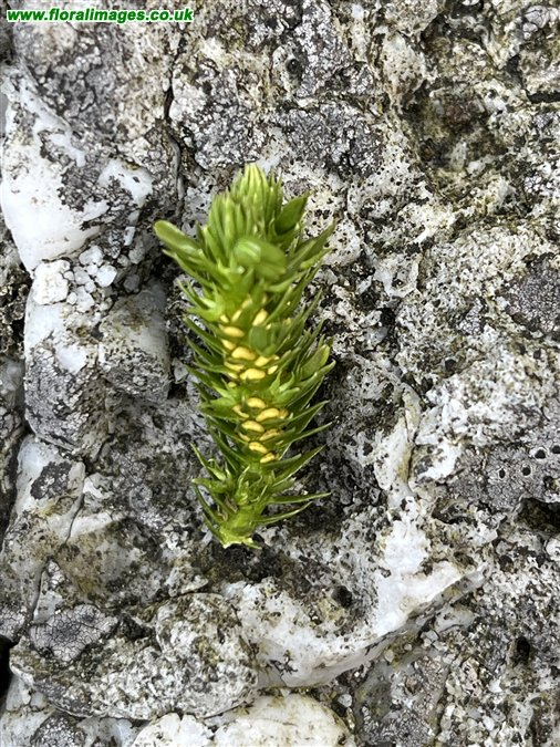 Huperzia selago
