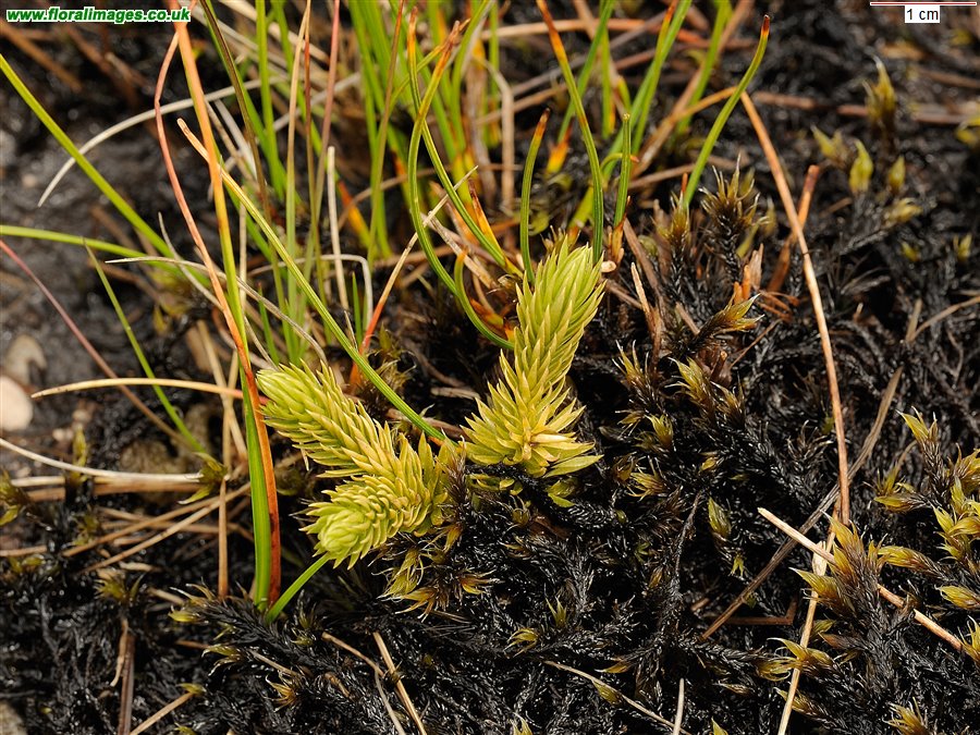 Huperzia selago