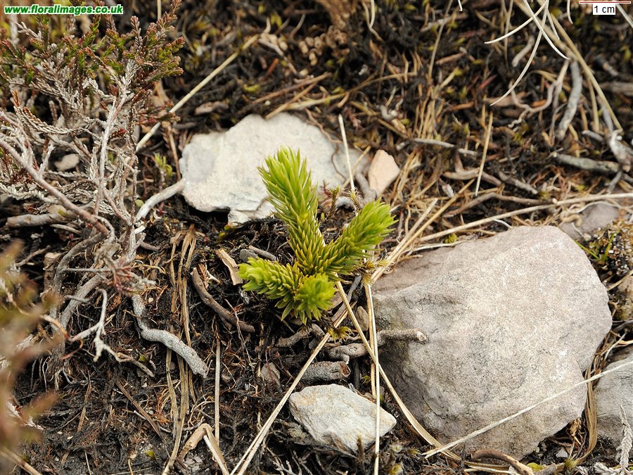 Huperzia selago