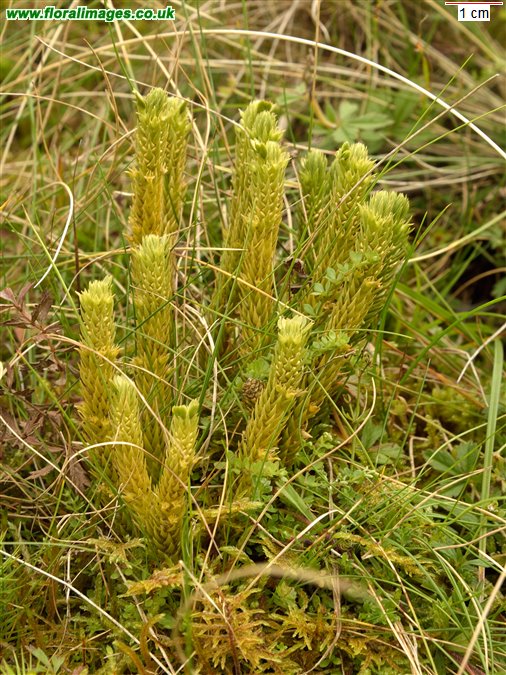 Huperzia selago