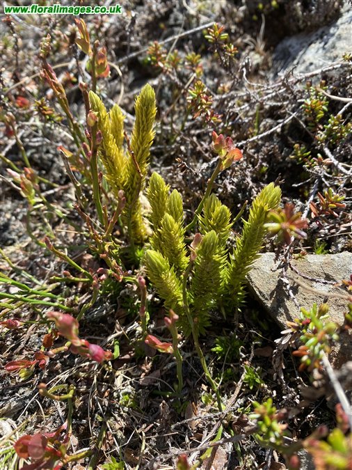 Huperzia selago