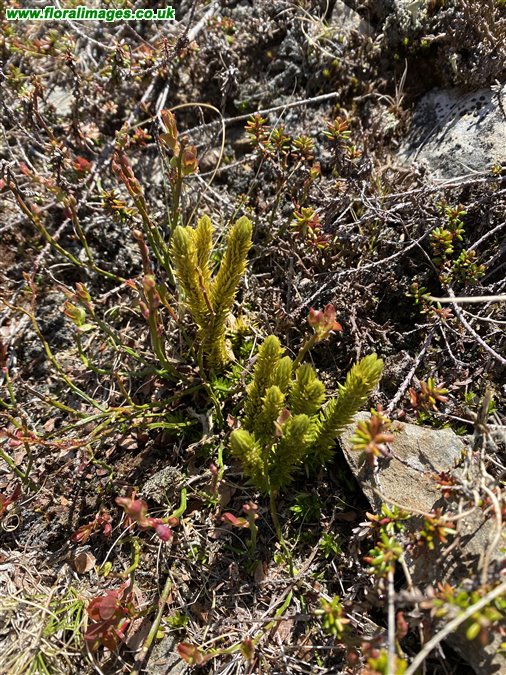 Huperzia selago