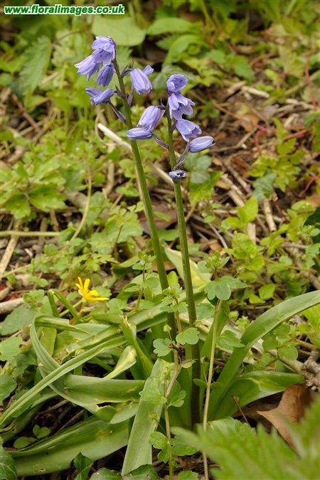 Hyacinthoides hispanica