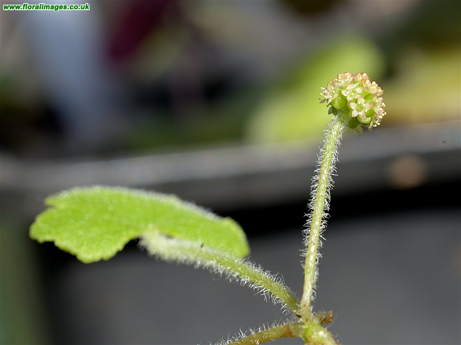 Hydrocotyle hirta