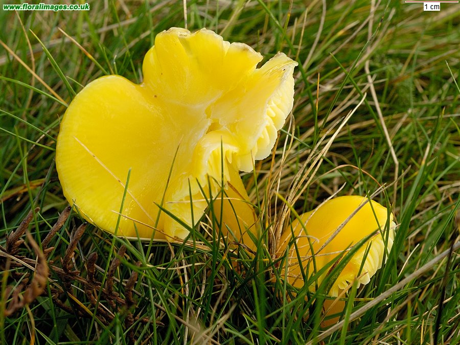 Hygrocybe chlorophana