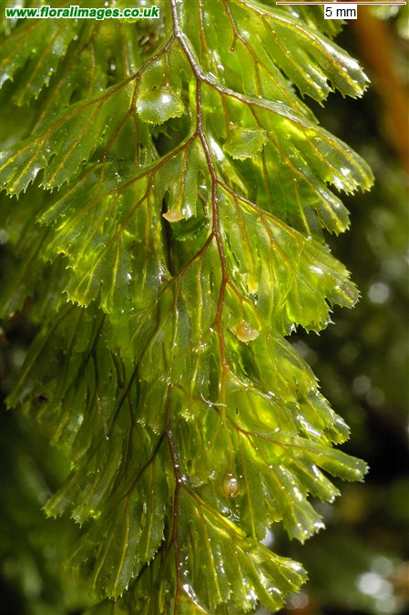 Hymenophyllum tunbrigense