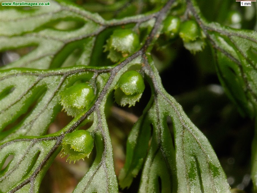Hymenophyllum tunbrigense