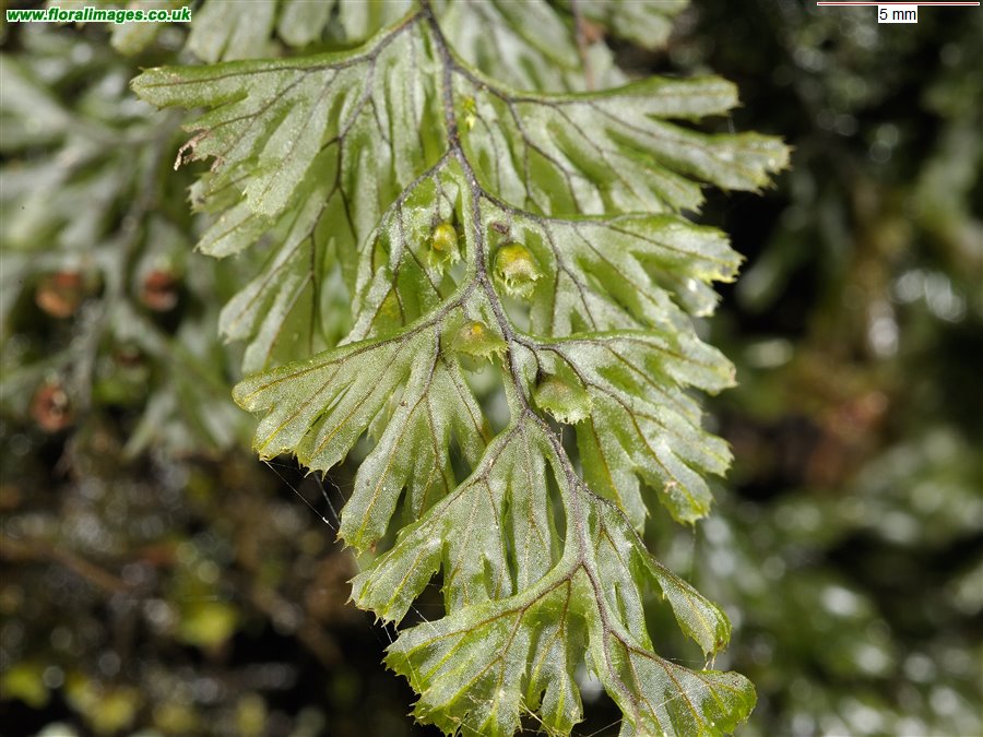 Hymenophyllum tunbrigense
