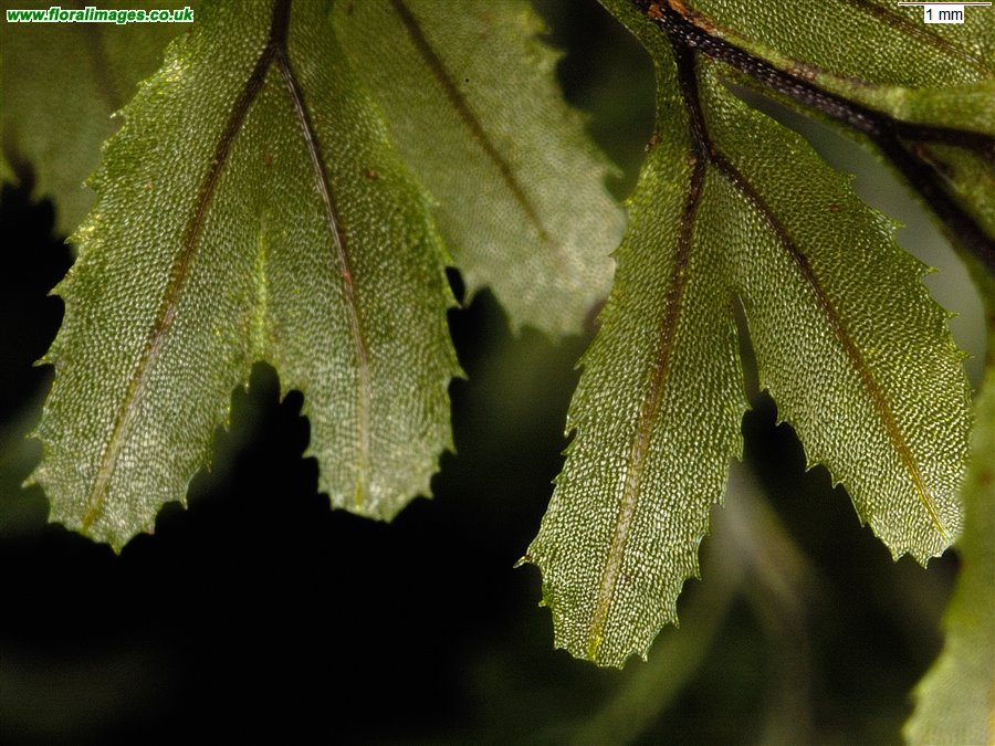 Hymenophyllum wilsonii