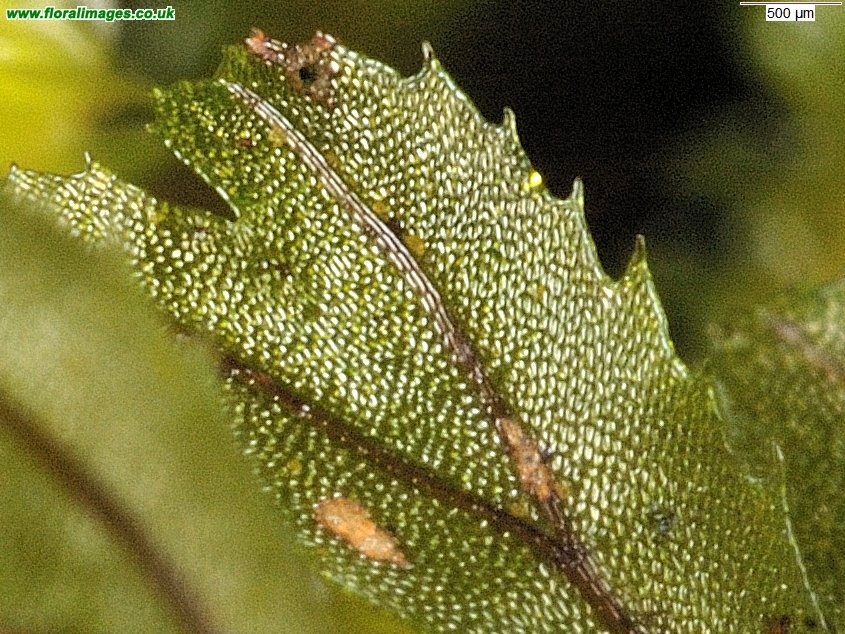 Hymenophyllum wilsonii