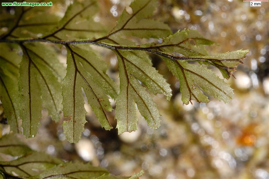 Hymenophyllum wilsonii
