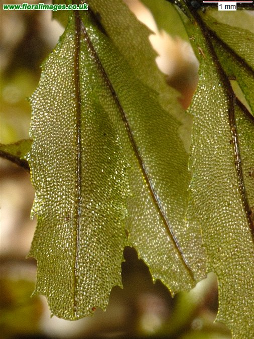 Hymenophyllum wilsonii
