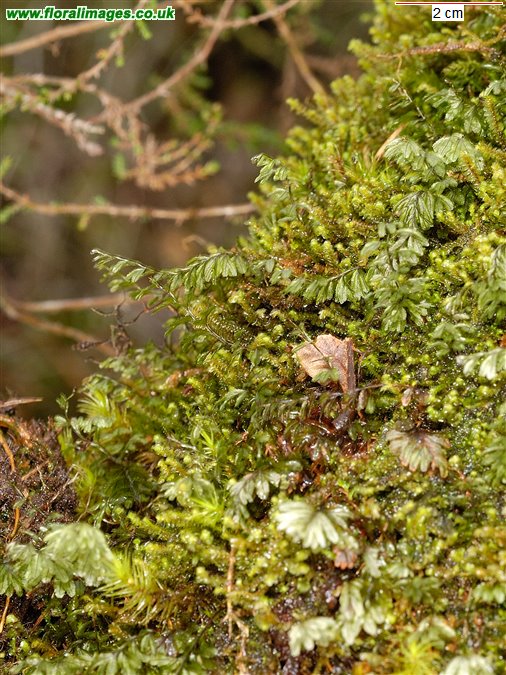 Hymenophyllum wilsonii