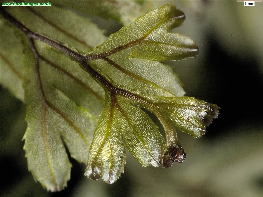 Hymenophyllum wilsonii
