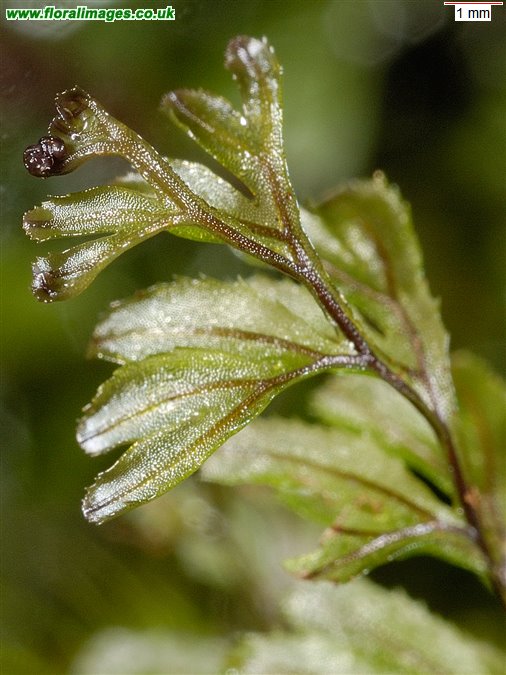 Hymenophyllum wilsonii