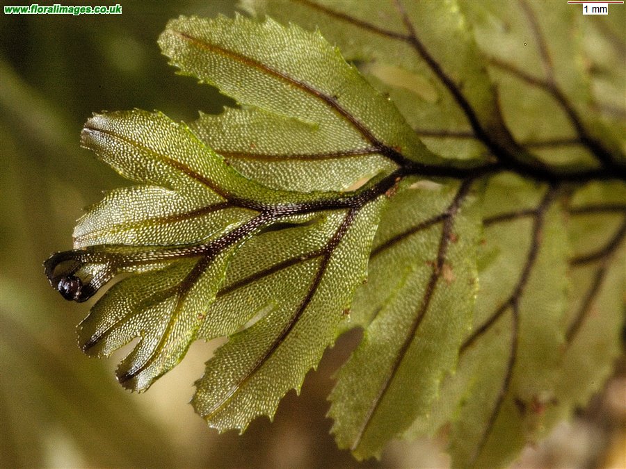 Hymenophyllum wilsonii