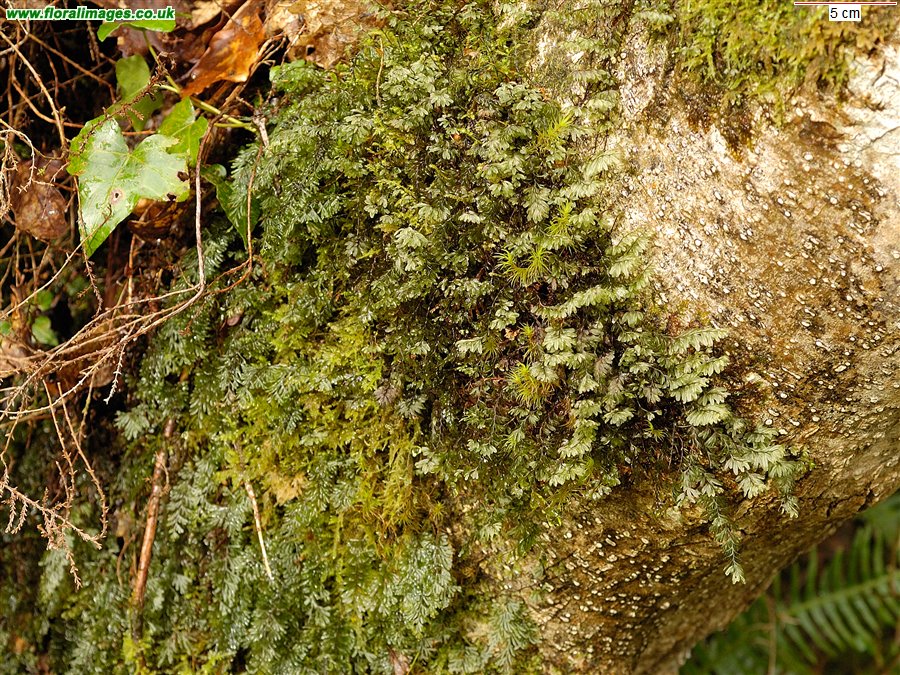 Hymenophyllum wilsonii