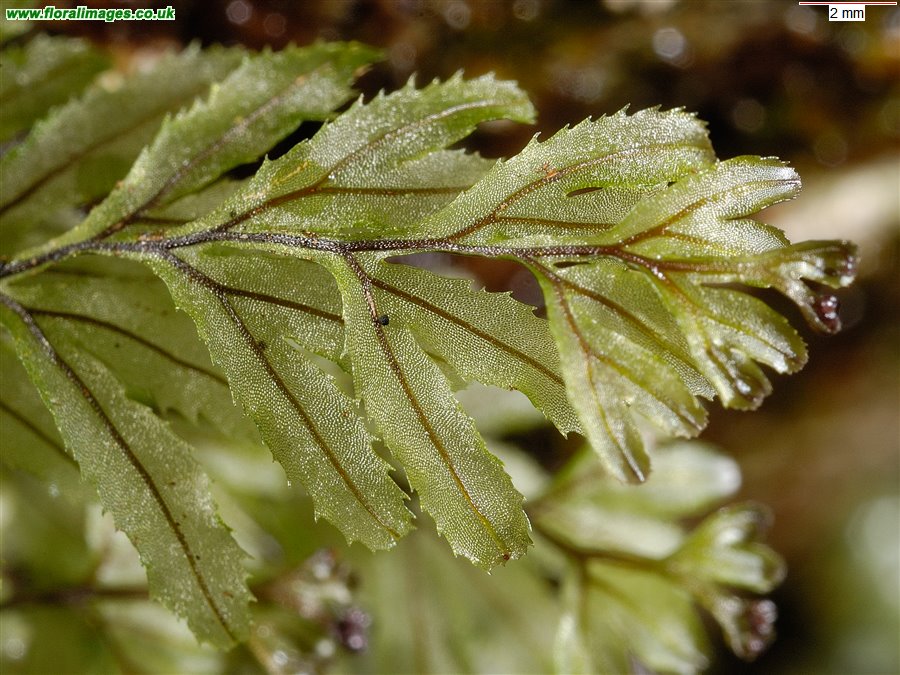 Hymenophyllum wilsonii