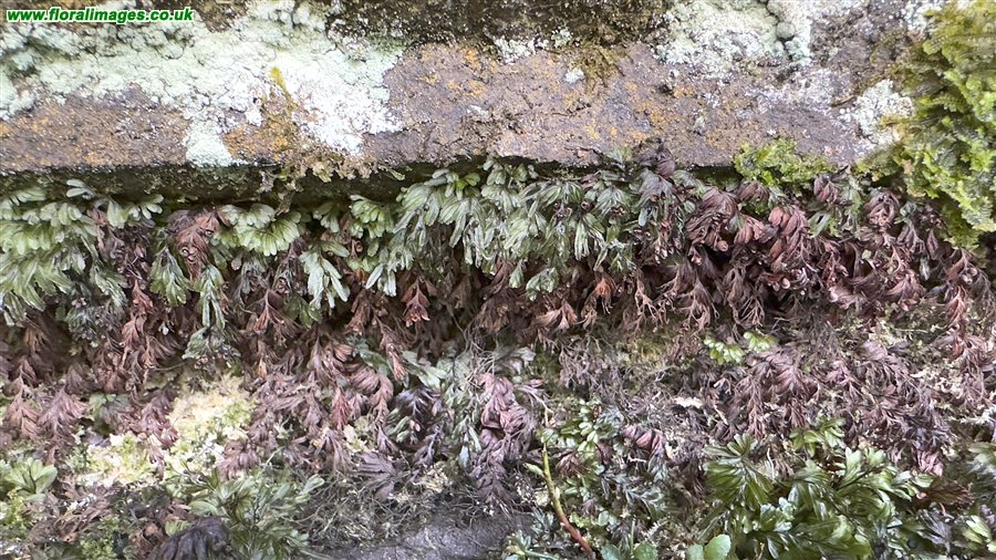 Hymenophyllum wilsonii